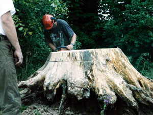 Surgery Cornwall Tree